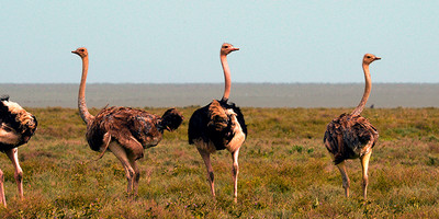 8 days lake turkana camping safari package - Photo 5