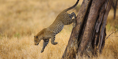 11 DAY SAFARI AND ZANZIBAR VACATION - Photo 8