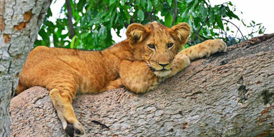 10 days best of uganda safari. - Photo 4