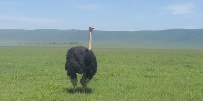 2 days 1 night package ( the taste of tanzania ) - Photo 4