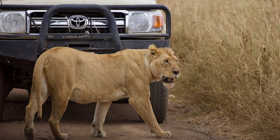 4-day tanzania camping safari - Photo 5