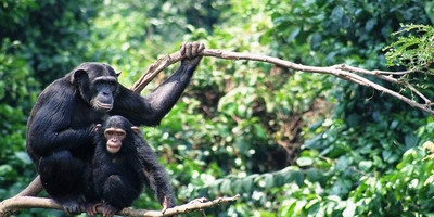 12 day tanzania southern parks safari - Photo 2