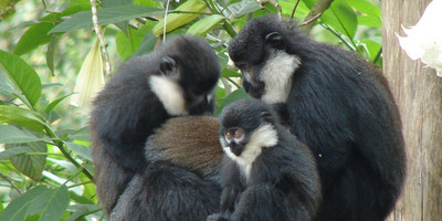 Classic rwanda safari- 10 days - Photo 8