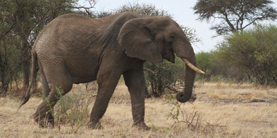 6 days tanzania shares safari tour - Photo 4