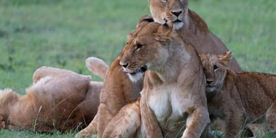 5-day safari in kenya: amboseli, lake nakuru & masai mara experience - Photo 3