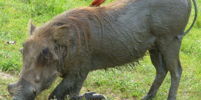 3-days murchison falls safari - Photo 3