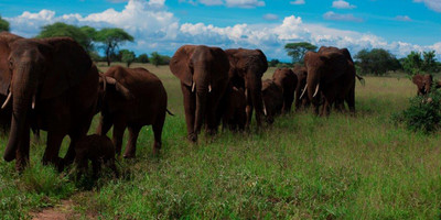 3 days tanzania camping safari - Photo 16