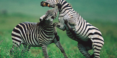 Kenya budget camping safari adventure - Photo 1