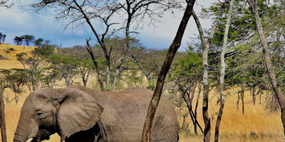 7 Day Low Season Tanzanian Green Safari - Photo 6
