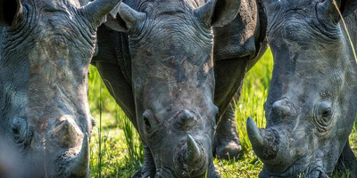 The ultimate african adventure - Photo 9