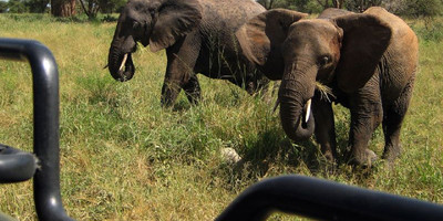 7 days safari to rwanda - Photo 8