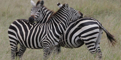 6 days tanzania budget tented camps safari - Photo 5
