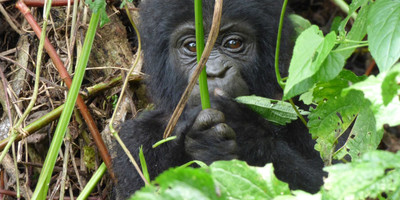 Wildlife and primates safari in uganda – 9 days. - Photo 8