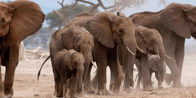 A day tip to tarangire national park - Photo 1