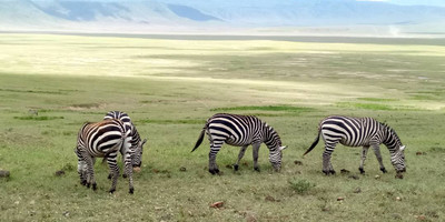 5 Day Budget Wildlife Safari - Photo 5