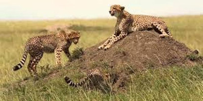 3days maasai mara budget safari - Photo 3
