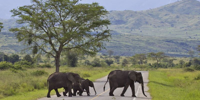 A 15 days wild life and gorilla tracking safari - Photo 8