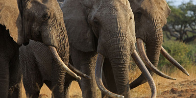 Tanzania classic bush safari adventure - Photo 7