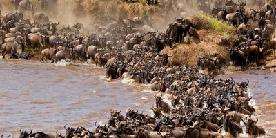 3 days masai mara safaris in kenya - 2019 tour - Photo 2