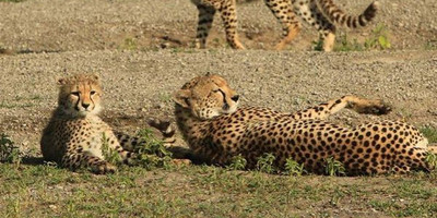 5 days tanzania safari arusha national park, tarangire national park, serengeti national park & ngorongoro crater - Photo 1