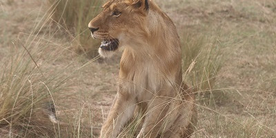 4 days breathtaking safari to murchison falls national park - Photo 9