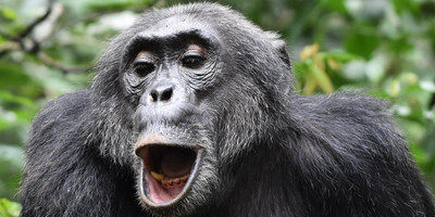 15 days of mara (kenya),uganda and rwanda - Photo 3