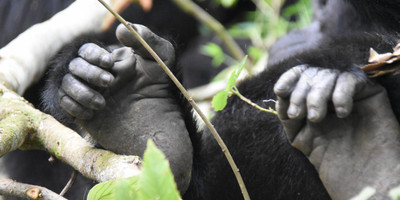 Gorilla and wildlife experience - Photo 6