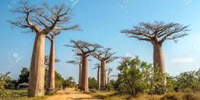 Discovery of the contrasting trees - Photo 3