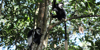 Wildlife and primates safari in uganda – 9 days. - Photo 6