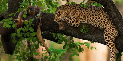  11 days all inclusive luxury african safari trips vacations - Photo 2