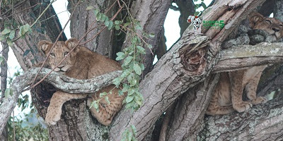 3 days breathtaking safari to queen elizabeth national park - Photo 6