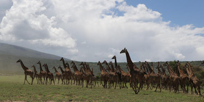 Camping safari to manyara, serengeti and ngorongoro. - Photo 8