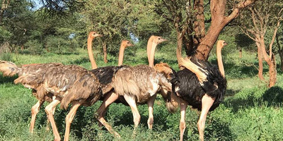 Day trip to lake manyara national park - Photo 4