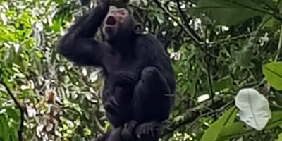 5 Days Gorilla and Chimpanzee Trekking Uganda - Photo 7