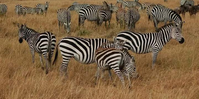 7 days best of kenya safari – explore big five parks & stay at premium sopa lodges - Photo 7