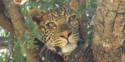 5 days tanzania wildlife safari - Photo 7
