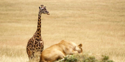 3 day tanzania camping safari - Photo 1