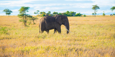 5 days tanzania safari - Photo 1