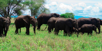 3 days tanzania mid-range safari to serengeti and ngorongoro - Photo 6
