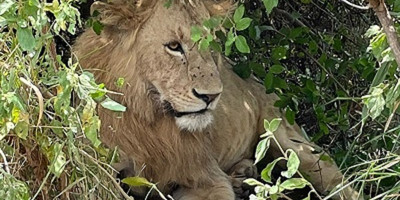 3 days breathtaking safari to queen elizabeth national park - Photo 3
