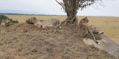 5 days tanzania private safari - Photo 24
