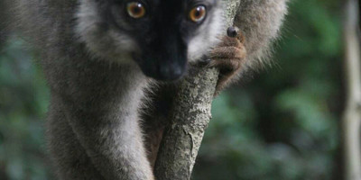 Andasibe national park - Photo 6