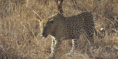 10 day tanzania adventure tented camps safari - Photo 6