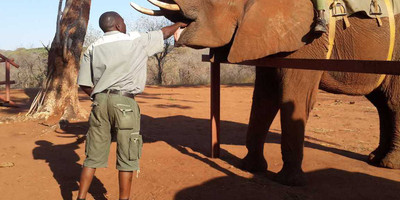 Experience an elephant ride safari - mukuni big 5 - Photo 2