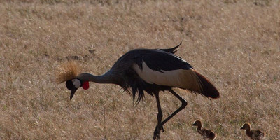15 days birding safari - Photo 7