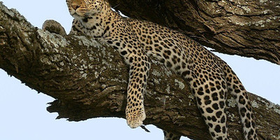 5 day tanzania camping safari - Photo 3