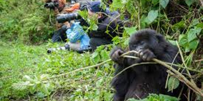 3-day muzungu in the mist gorilla safari - Photo 2