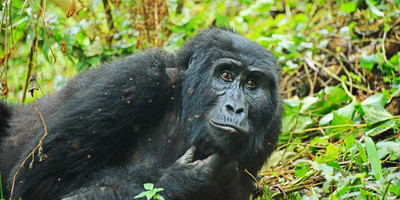 14 days gorillas, game and masai mara safari - Photo 1