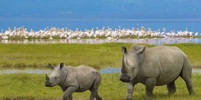 4 days mombasa, tsavo, amboseli safari - Photo 2
