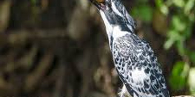  14 days bird watching safari in kenya - Photo 3